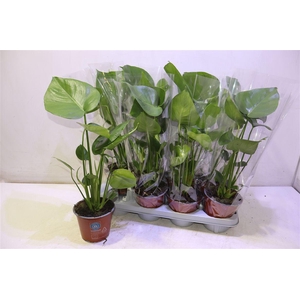 arr8 Monstera Deliciosa