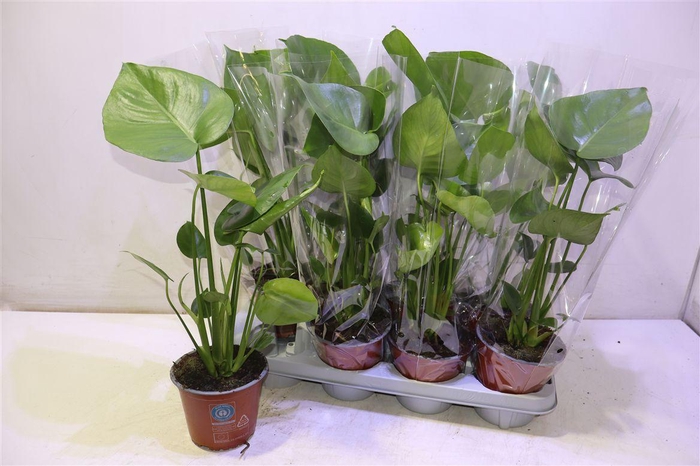 <h4>arr8 Monstera Deliciosa</h4>