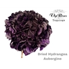 DRIED HYDRANGEA AUBERGINE