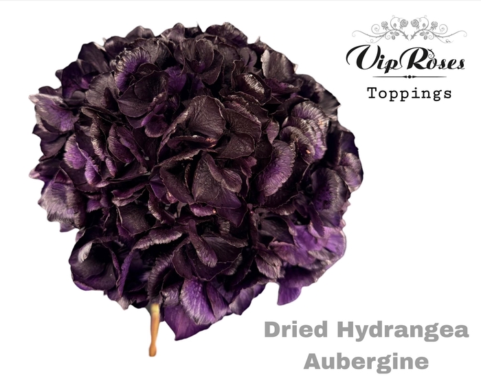 DRIED HYDRANGEA AUBERGINE