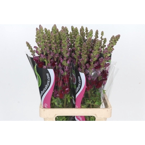 Antirrhinum Potomac Red