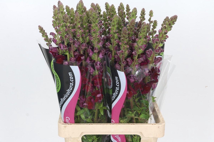 Antirrhinum Potomac Red