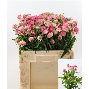 HELICHRYSUM ASSORTI 5PCS BUNCH