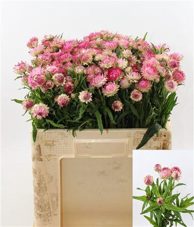 <h4>HELICHRYSUM ASSORTI 5PCS BUNCH</h4>