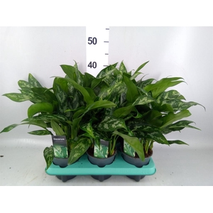 Aglaonema KB 'Maria'