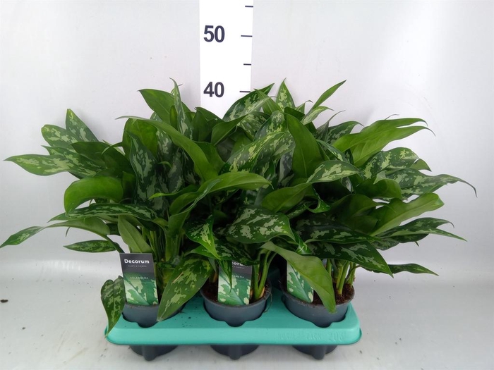 <h4>Aglaonema KB 'Maria'</h4>