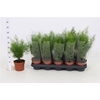 Asparagus densiflorus 'Sprengeri'