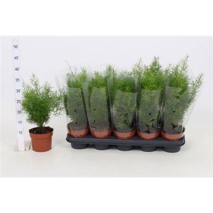 Asparagus densiflorus 'Sprengeri'