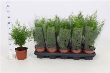 <h4>Asparagus densiflorus 'Sprengeri'</h4>