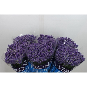 Veronica  'Smart Fountain'