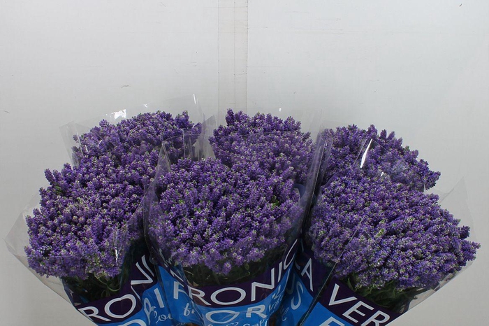 <h4>Veronica  'Smart Fountain'</h4>