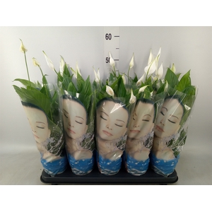 Spathiphyllum  'Alana'