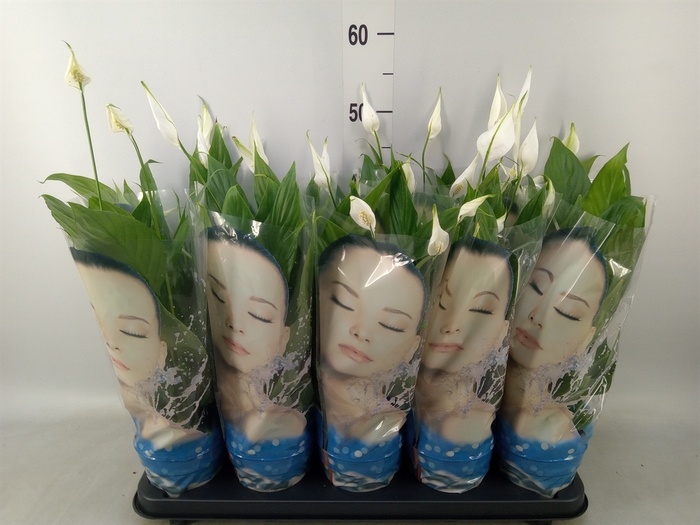 <h4>Spathiphyllum  'Alana'</h4>