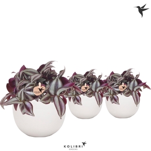 Kolibri Greens Tradescantia Zebrina in Bowl pot