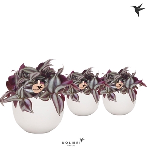 Kolibri Greens Tradescantia Zebrina in Bowl pot