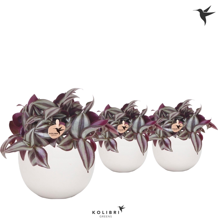 <h4>Kolibri Greens Tradescantia Zebrina in Bowl pot</h4>