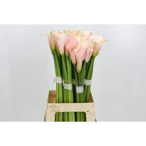 Zantedeschia Eydolls Salmon