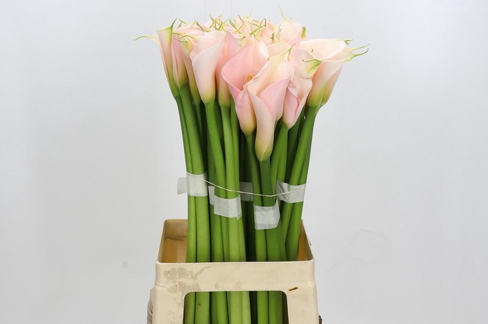 <h4>Zantedeschia Eydolls Salmon</h4>