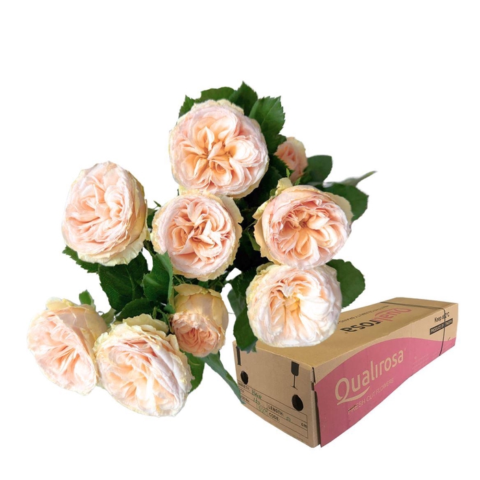 <h4>R Tr Gentle Trendsetter -in box</h4>