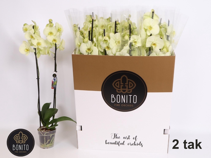 <h4>PHAL OV GEEL</h4>