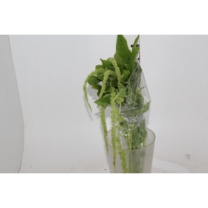 AMARANTHUS VERDE PENDENTE 070 CM