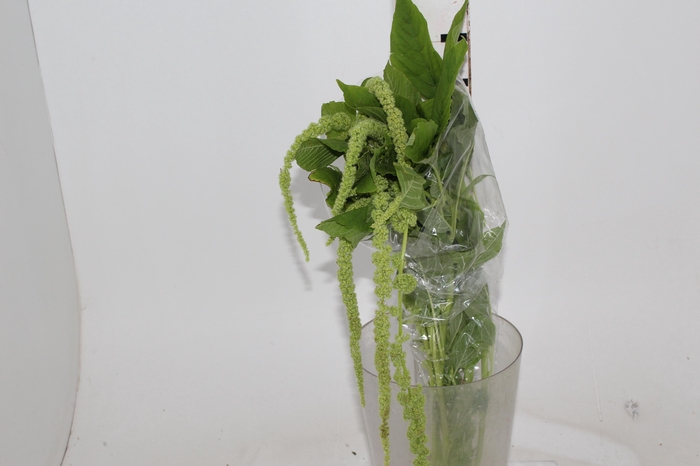 AMARANTHUS VERDE PENDENTE 070 CM