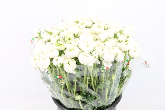 <h4>Ran Elegance White</h4>