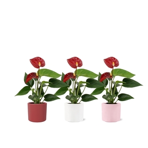 Anthurium Pearl Micra in Eva love ceramics