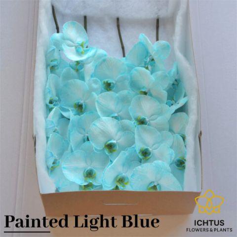 <h4>PHAL PAINTED LIGHT BLUE 7-9</h4>