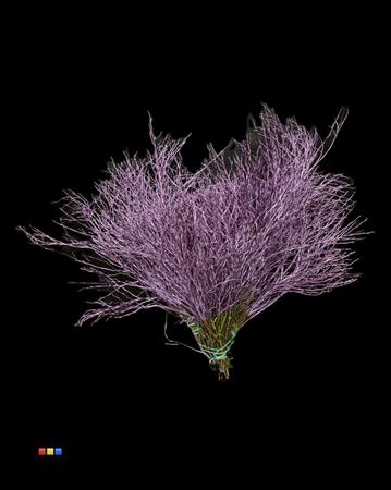 Vaccinium / Heidelbeer Metallic Light Purple