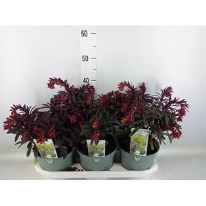 Euphorbia  'Miners Merlot'