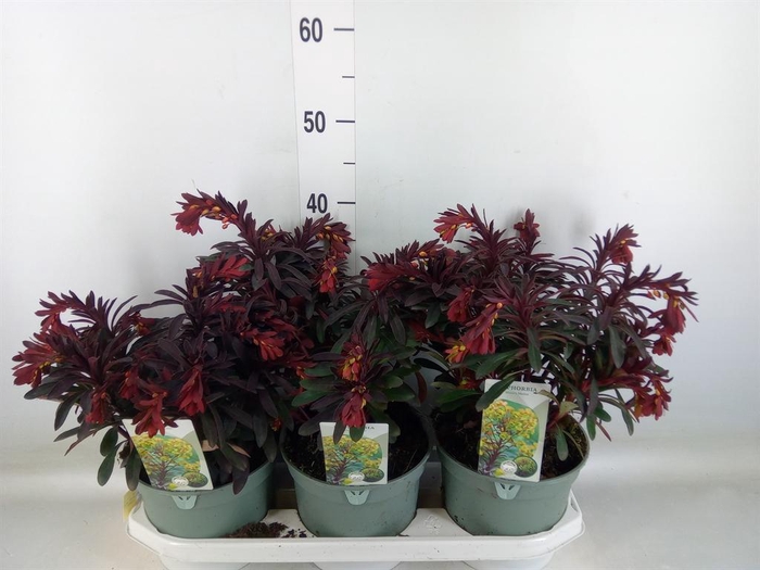 <h4>Euphorbia 'Miners Merlot'</h4>