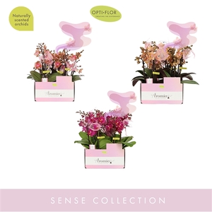 Aromio Diversen 3 spike (kleur per tray)