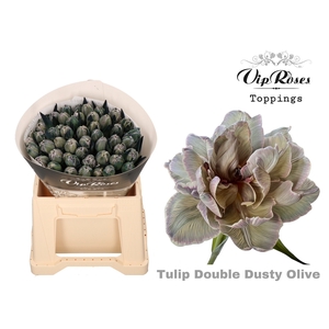Tulipa do paint dusty olive