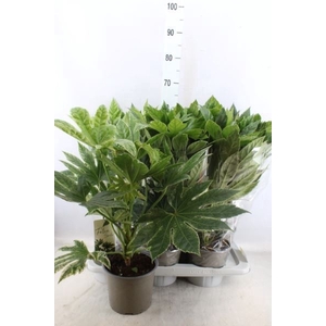 FATSIA VARIEGATA