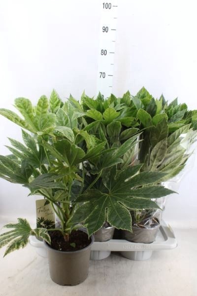 <h4>FATSIA VARIEGATA</h4>
