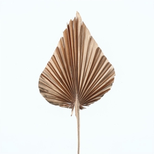 Dried Palm Spear Koper