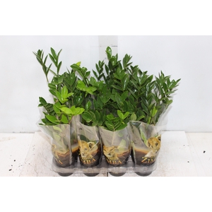 ZAMIOCULCAS P09