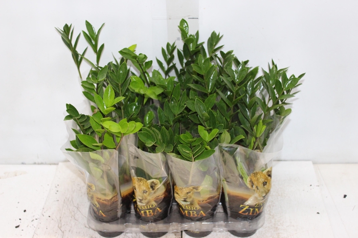 <h4>ZAMIOCULCAS P09</h4>
