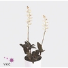 Jewel Orchid - KARMA Topaz | Ludisia | PEAT-FREE | 7 cm