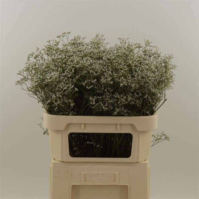 <h4>Limonium Casp White Neto</h4>