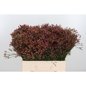 Limonium Red