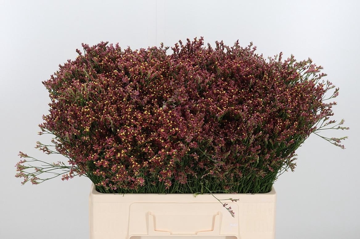 <h4>Limonium Red</h4>