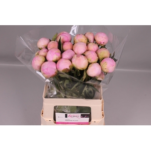 Paeonia Dinner Plate | Heavy Quality