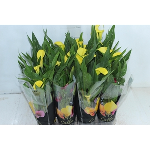 CALLA MINI P09