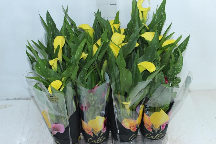 <h4>CALLA MINI P09</h4>