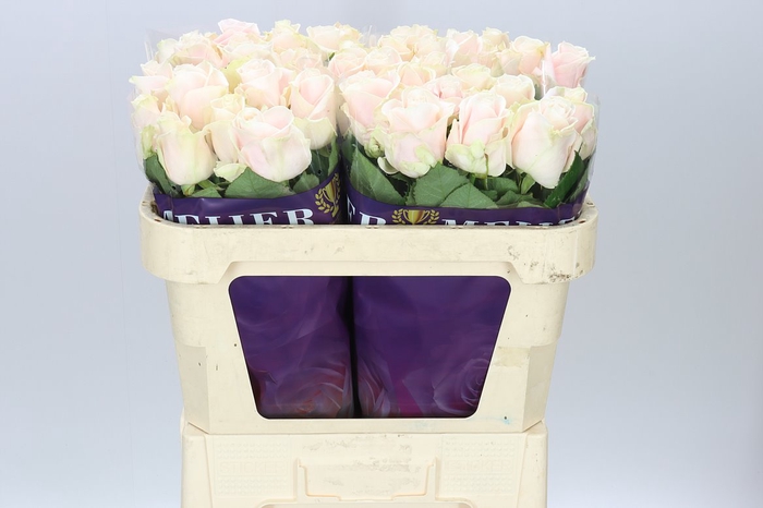 <h4>Rosa Gr Sweet Avalanche Ex</h4>