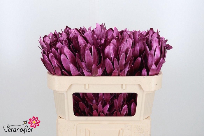 <h4>LEUCAD OV KLB H%</h4>