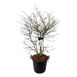 Viburnum plic. 'Kilimandjaro' (pbr)