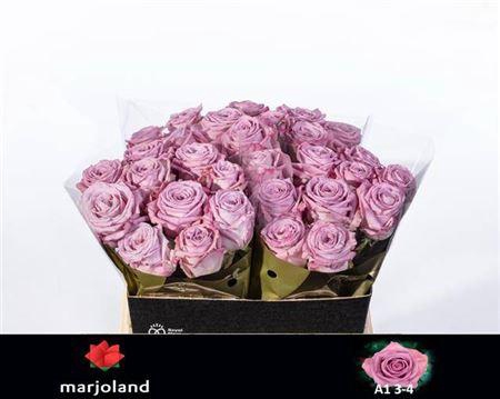 <h4>R Gr Nayeli</h4>